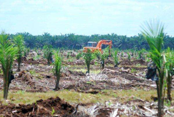 KEBUN SAWIT- Sebuah buldozer tengah melakukan pembukaan lahan sawit dengan meratakan tanah di lahan perkebunan sawit Kabupaten Sintang,Kalimantan Barat, Selasa (2/3).
