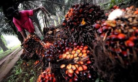 palm-oil-harvest-in-a-plantation-in-bogor-west-_130129191516-523