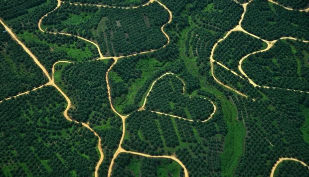 Oil palm plantations. ANTARA/Zabur Karuru
